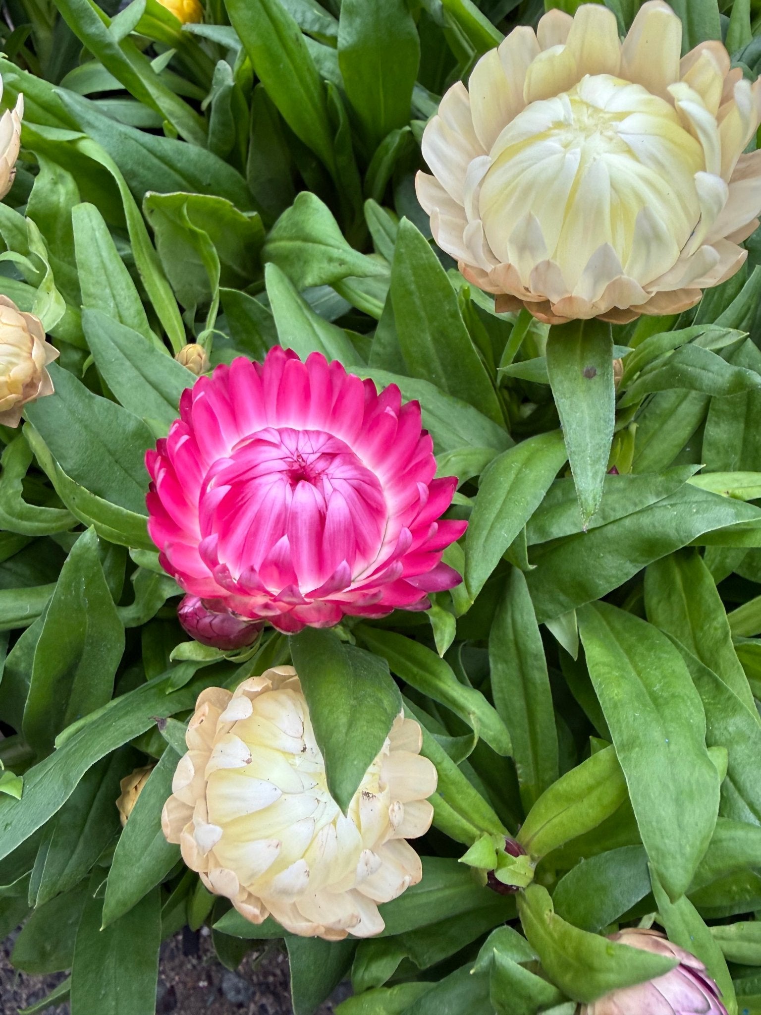 Paper Daisy 'Granvia' (Bracteantha bracteata) - Ladybird Nursery