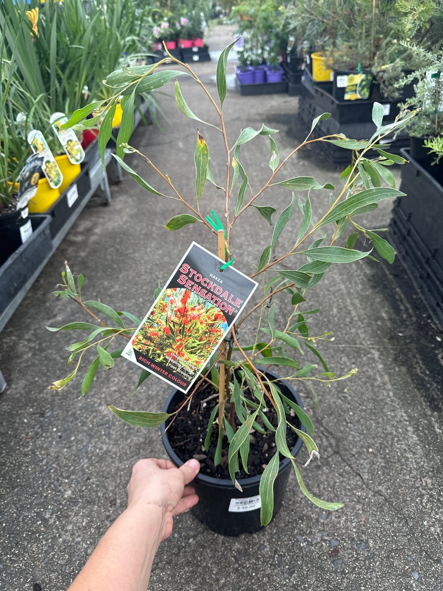 Hakea 'Stockdale Sensation' LARGE (Hakea laurina) - Ladybird Nursery