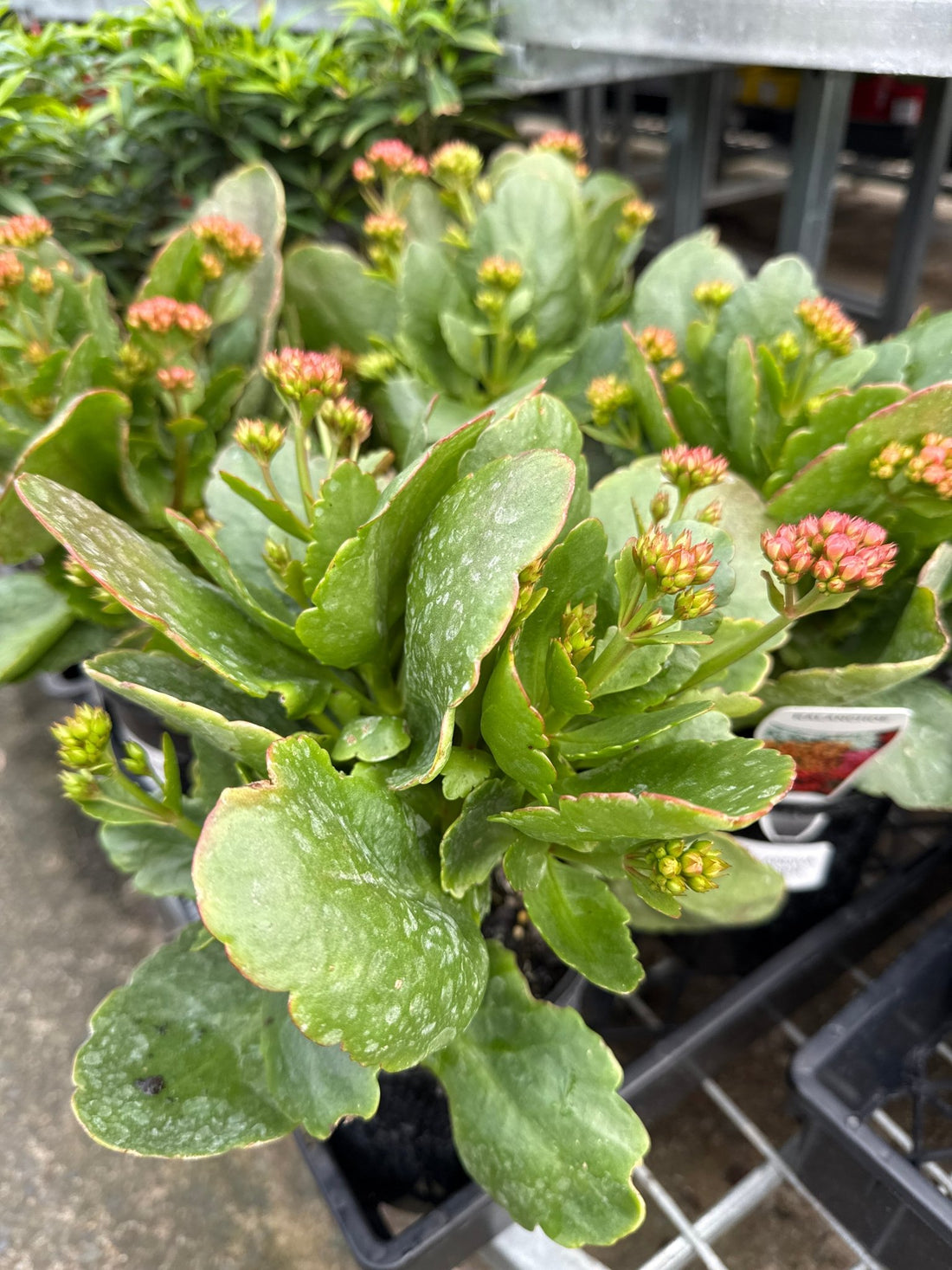 Kalanchoe ‘Turner’ (Kalanchoe calandiva) - Ladybird Nursery