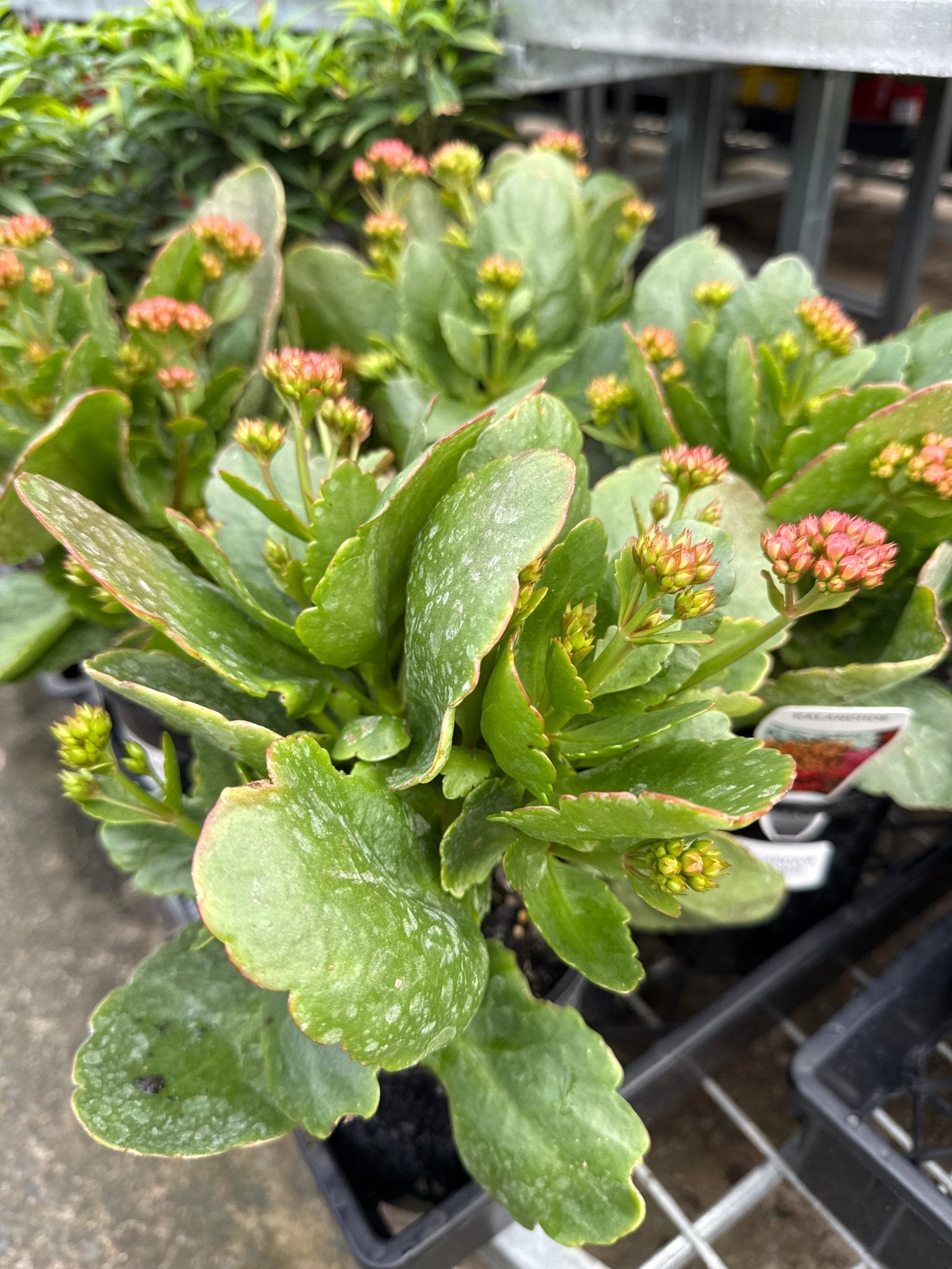 Kalanchoe ‘Turner’ (Kalanchoe calandiva) - Ladybird Nursery