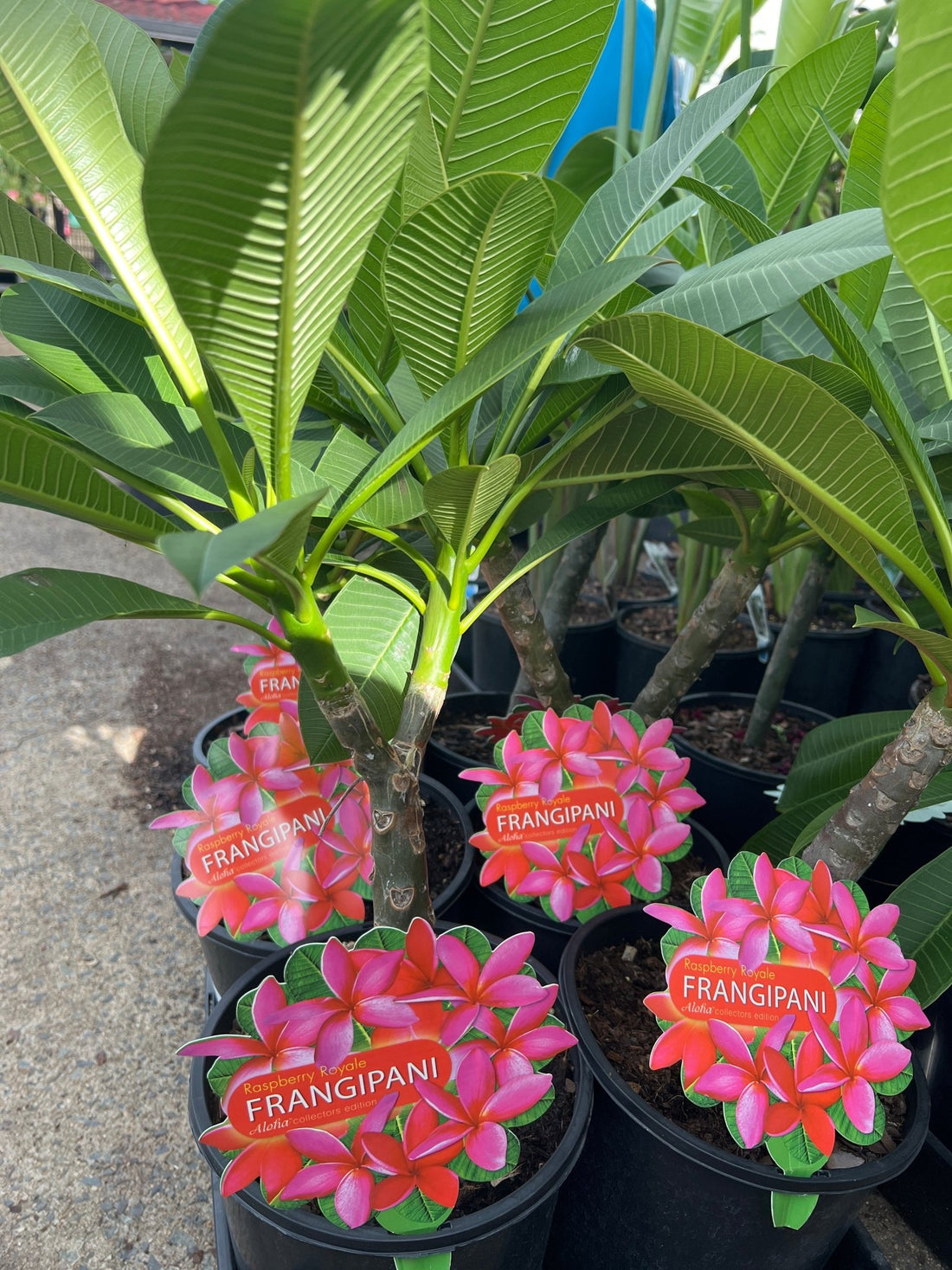 Frangipani Raspberry Royale (Plumeria rubra) - Ladybird Nursery