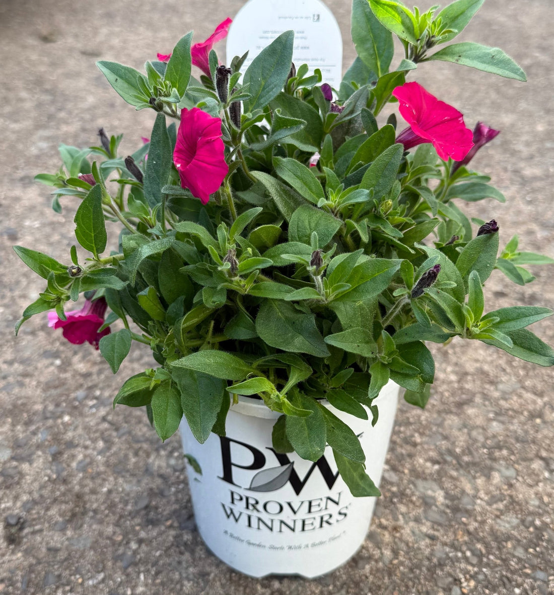 Petunia Supertunia® Vista 'Fuchsia' - Ladybird Nursery