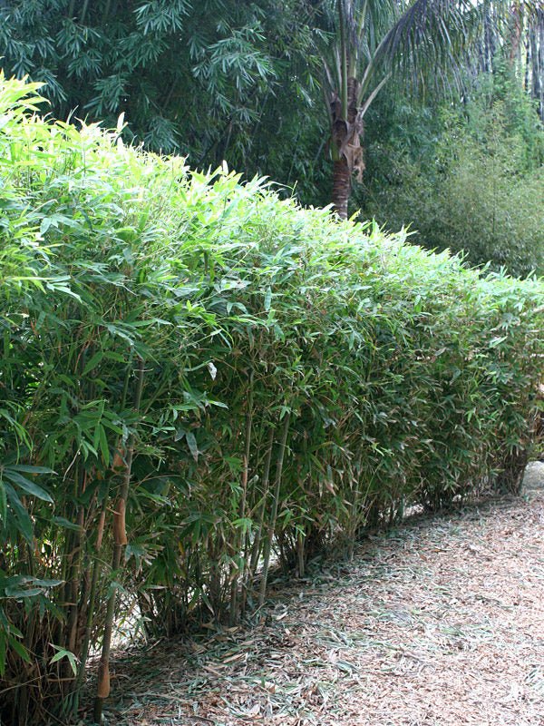 Hedge Bamboo (Bambusa multiplex) - Ladybird Nursery