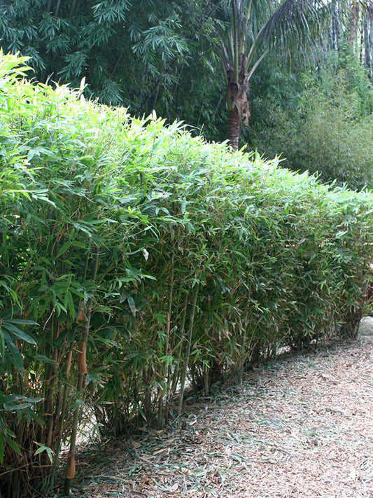 Hedge Bamboo (Bambusa multiplex)