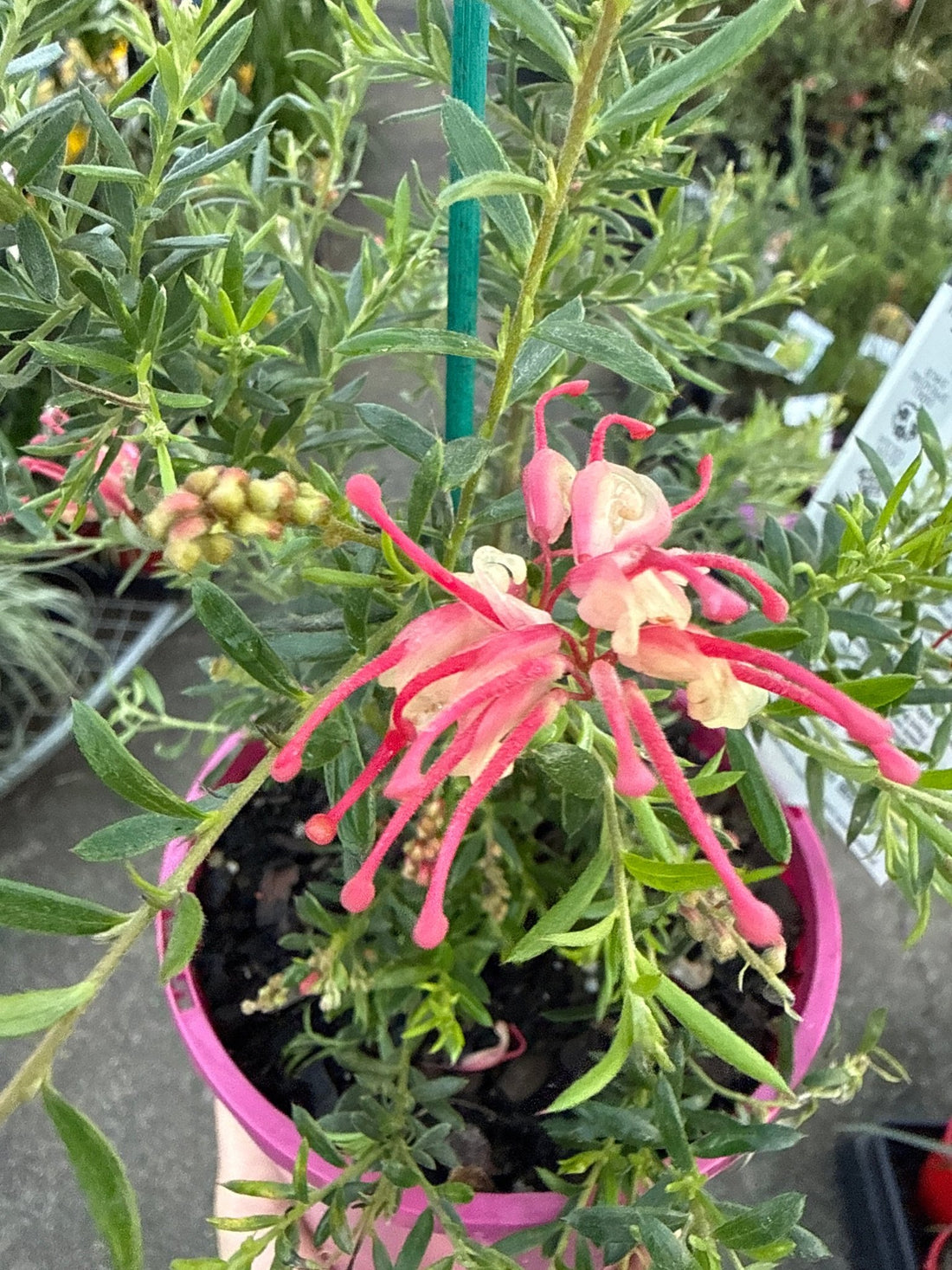 Dwarf Grevillea 'Raspberry Ripple' - Ladybird Nursery