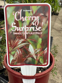 Lilly Pilly ‘Cherry Surprise’ (Acmena smithii ‘minor’) - Ladybird Nursery