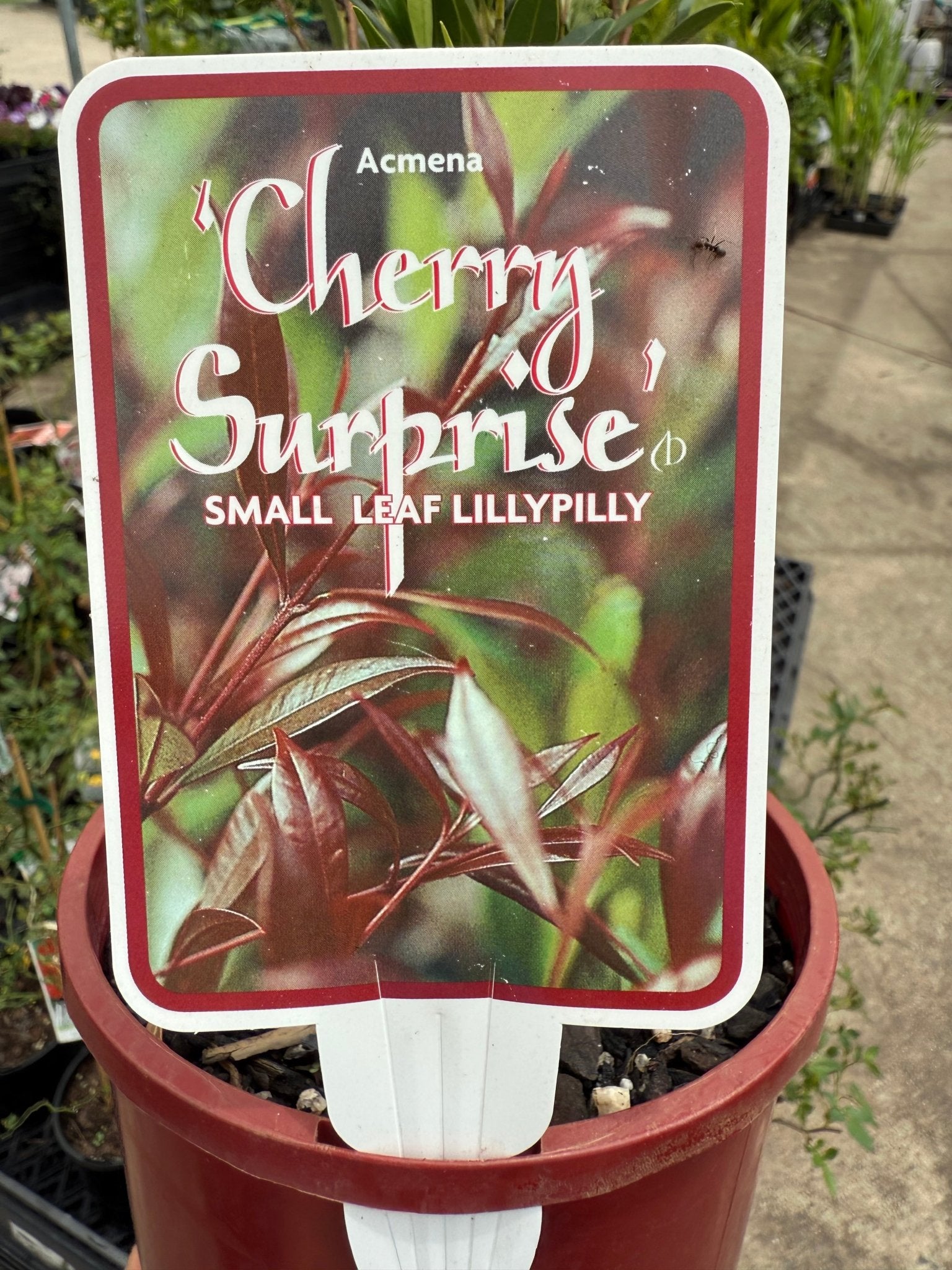 Lilly Pilly ‘Cherry Surprise’ (Acmena smithii ‘minor’) - Ladybird Nursery