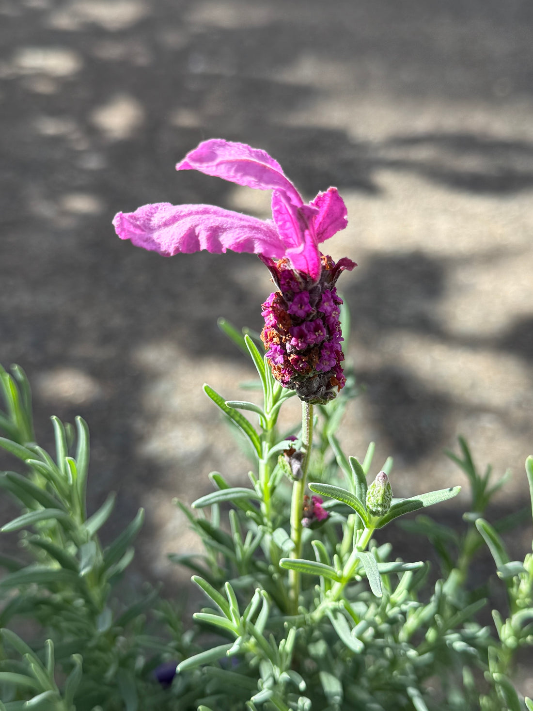 Lavender Fairy Wings 'Radiance'