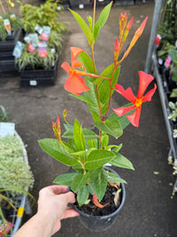 Mandevilla ‘Sun Parasol Up Orange' - Ladybird Nursery