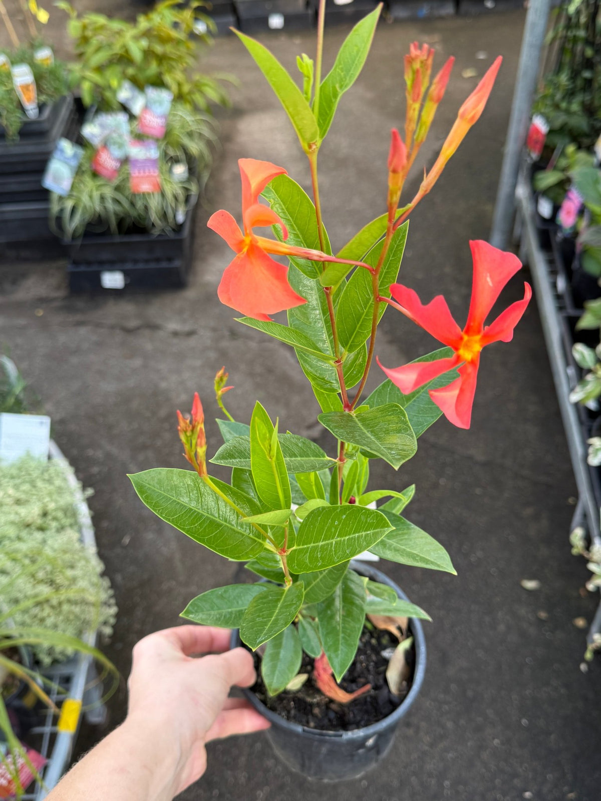 Mandevilla ‘Sun Parasol Up Orange' - Ladybird Nursery
