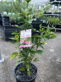 Hibiscus 'Pink Chiffon' (Hibiscus rosa-sinensis) - Ladybird Nursery