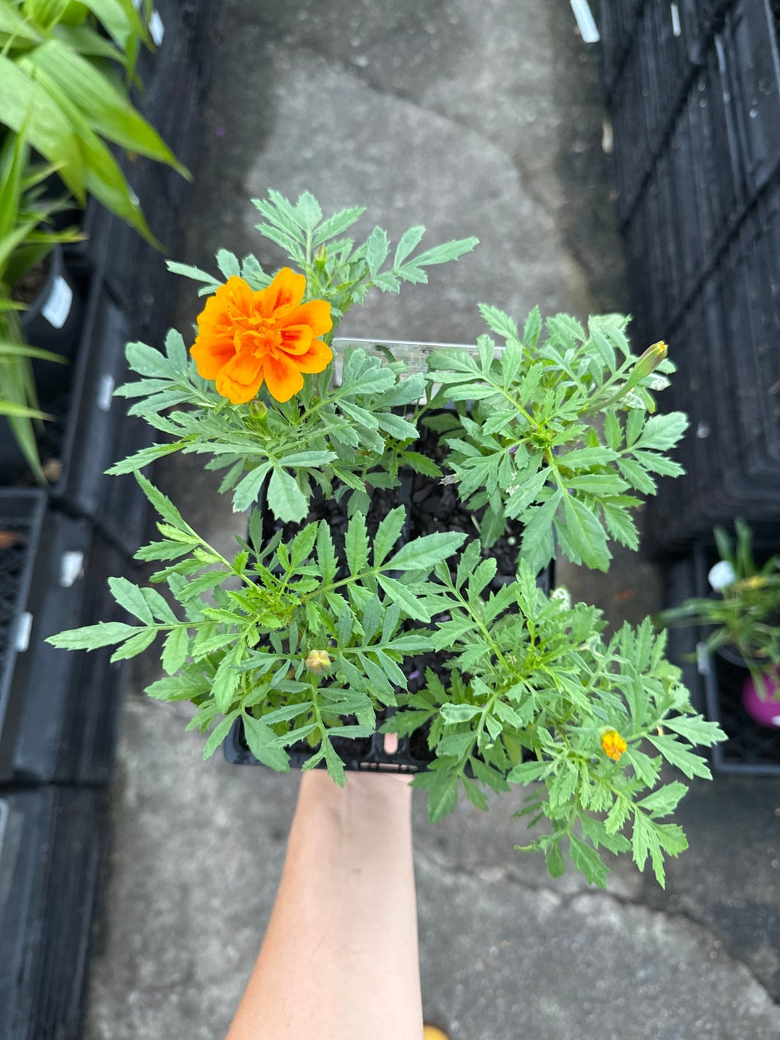 Marigold 'French Mix' 4 cell (Pickup only) - Ladybird Nursery