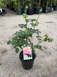 Rose 'Chicago Peace'