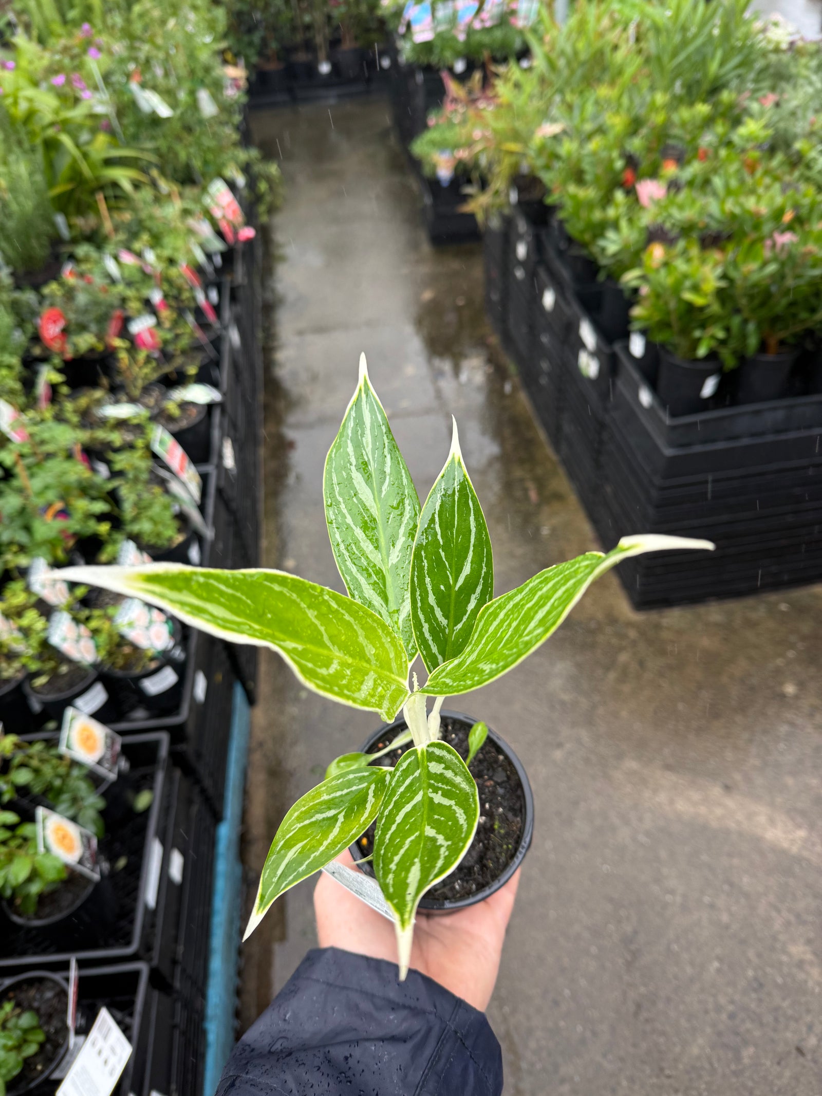 Aglaonema ‘White Tip'