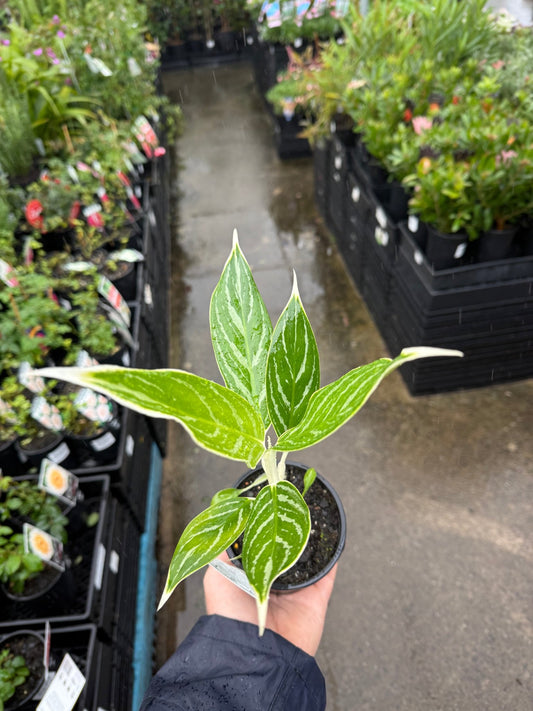 Aglaonema ‘White Tip' - Ladybird Nursery