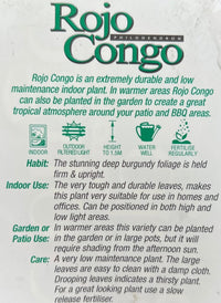 Philodendron 'Rojo Congo' - Advanced (PICKUP ONLY) - Ladybird Nursery