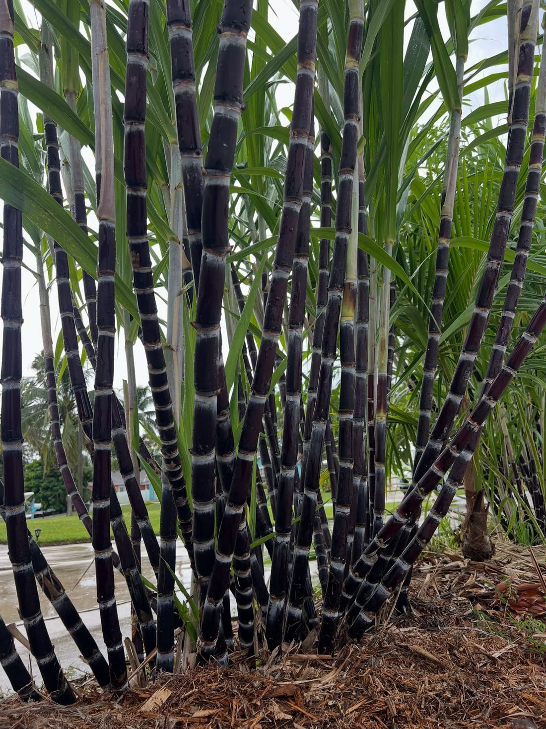 Black Sugarcane 'Burgundy' (QLD ONLY) - Ladybird Nursery