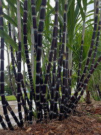 Black Sugarcane 'Burgundy' (QLD ONLY) - Ladybird Nursery