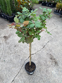 Rose 'Mr Lincoln' - 3ft Standard (PICKUP ONLY) - Ladybird Nursery