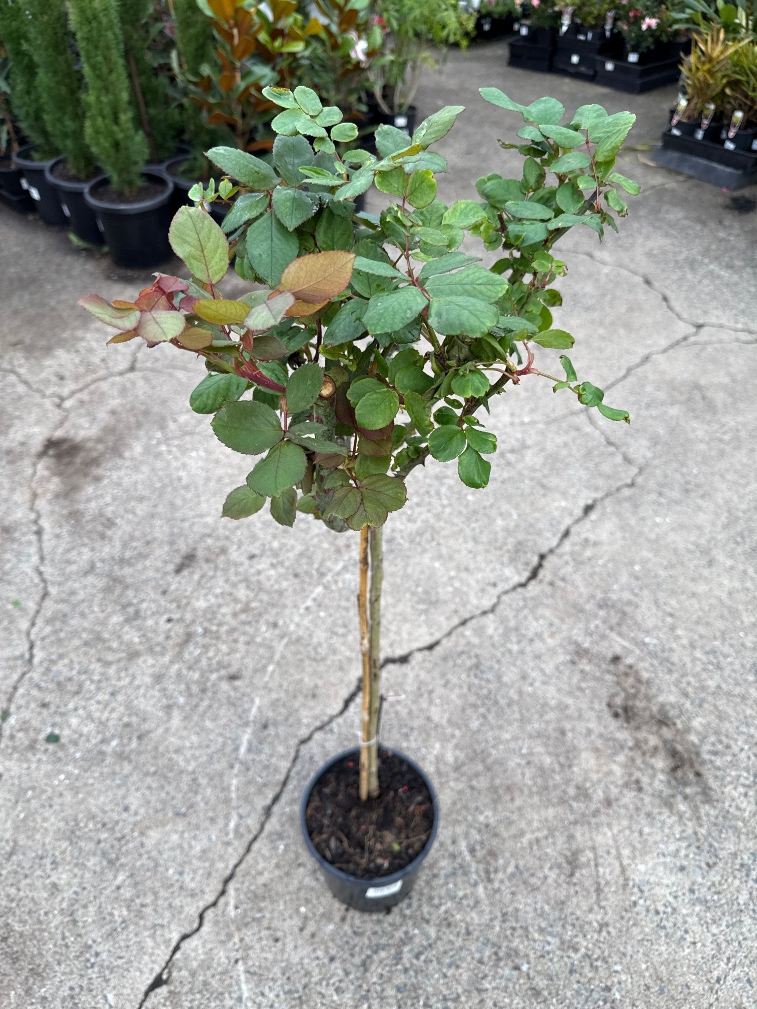 Rose 'Mr Lincoln' - 3ft Standard (PICKUP ONLY) - Ladybird Nursery