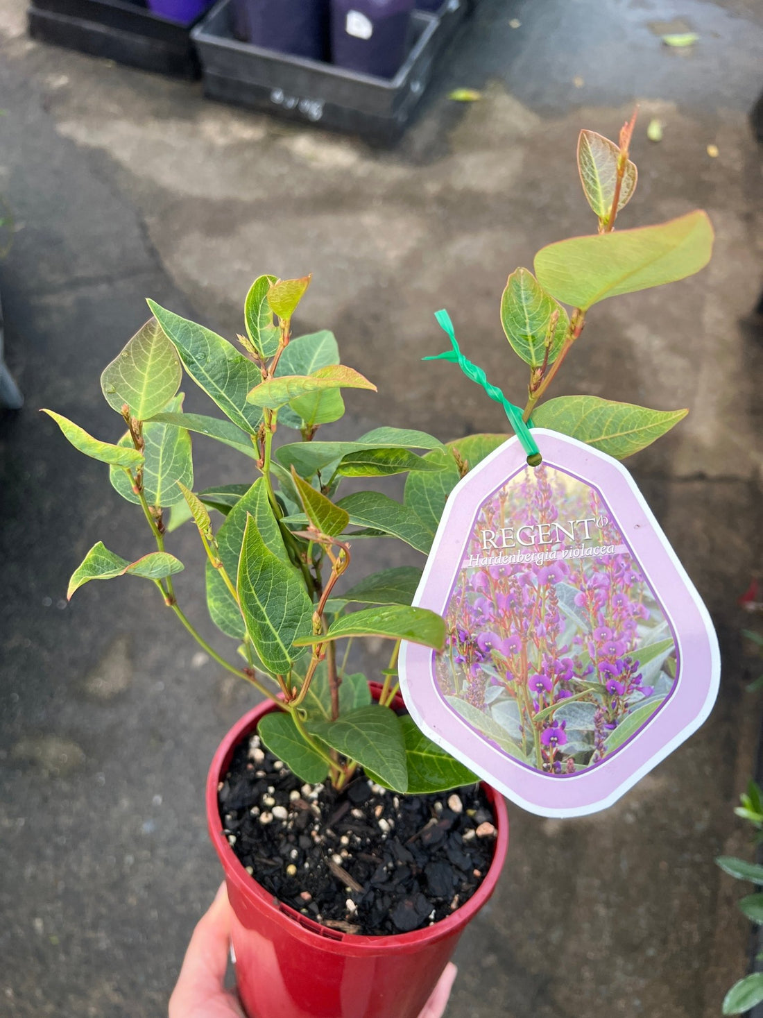Hardenbergia 'Regent' (Hardenbergia violacea) - Ladybird Nursery