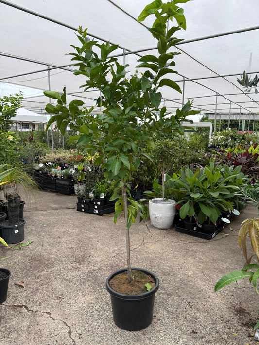 Advanced Lemon 'Eureka Seedless' 400mm/45Ltr Pot (PICK UP ONLY) - Ladybird Nursery