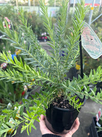 Dwarf Grevillea 'Fireworks' - Ladybird Nursery
