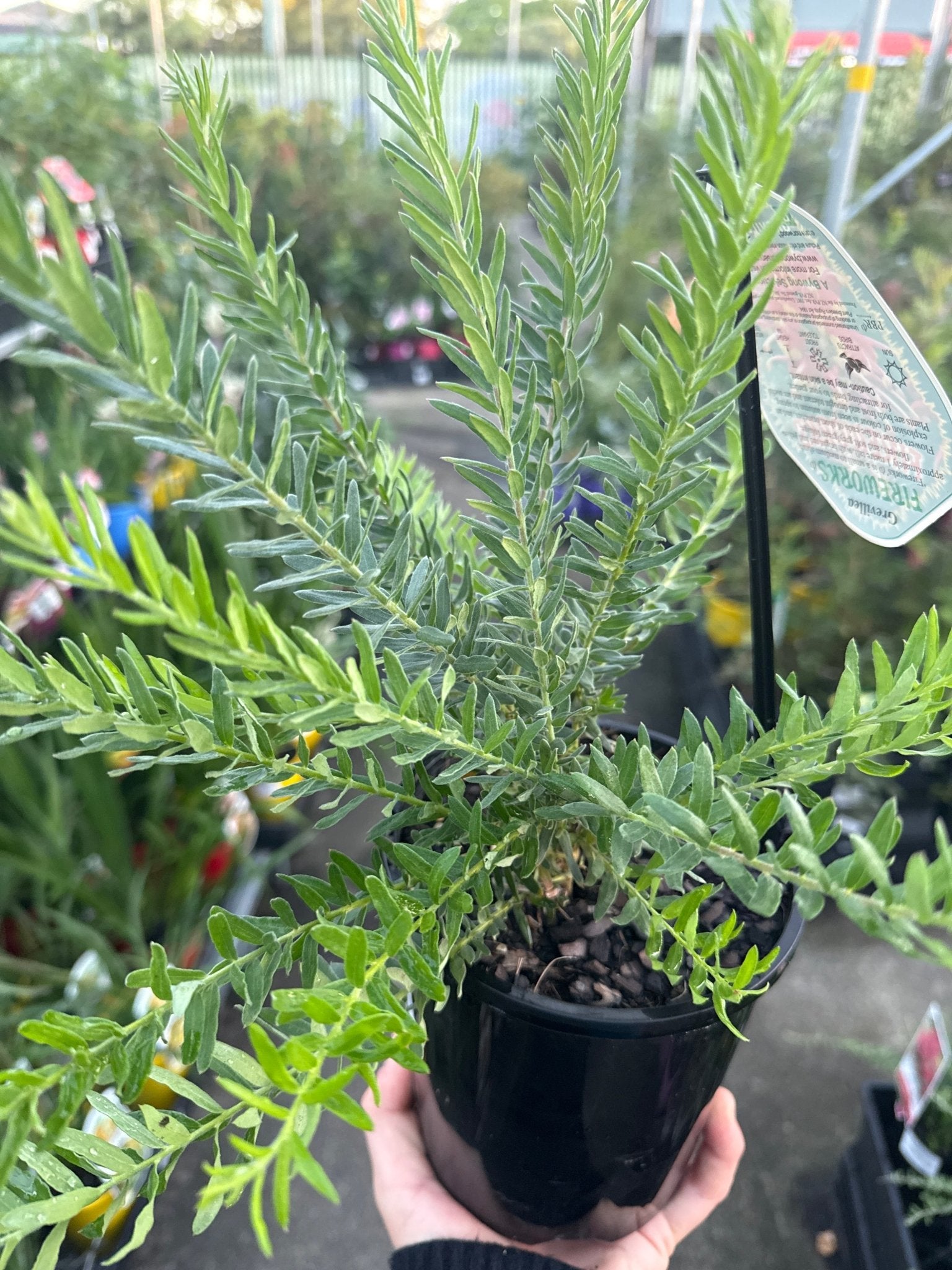 Dwarf Grevillea 'Fireworks' - Ladybird Nursery