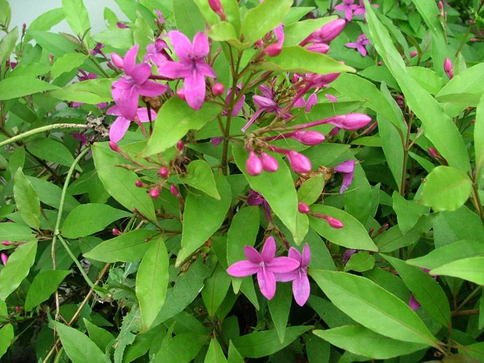 Purple Dazzler Barleria (Barleria obtusa)
