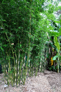Hedge Bamboo Cream stripe (Bambusa multiplex) - Ladybird Nursery