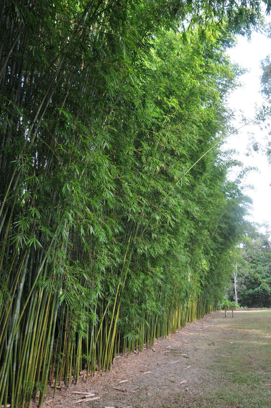 Slender Weavers Bamboo Gracilis (Bambusa textilis)