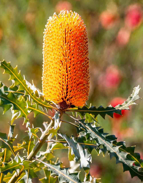 Dwarf Menzies' Banksia (Banksia menziesii) - Ladybird Nursery