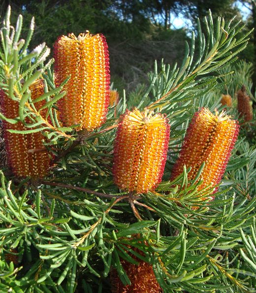Honey Screen Banksia (Banksia Honey)