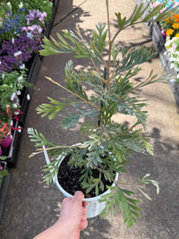 Grevillea 'Dorothy Gordon' - Ladybird Nursery