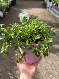 Fan Flower 'Mauve Clusters' (Scaevola aemula) - Ladybird Nursery