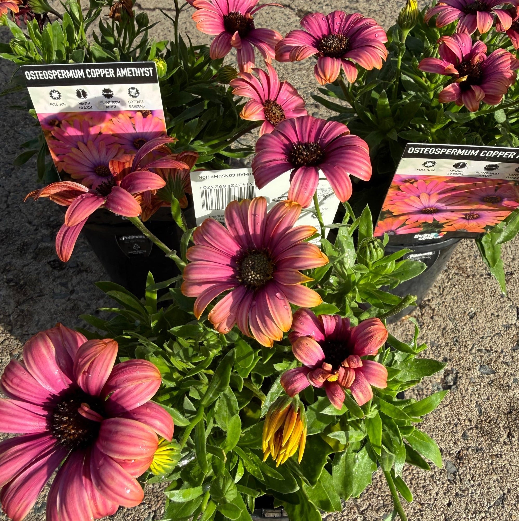 African Daisy 'Copper Amethyst' (Osteospermum) - Ladybird Nursery
