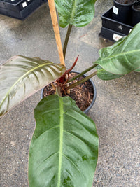 Philodendron 'Imperial Red' - Advanced (PICKUP ONLY) - Ladybird Nursery
