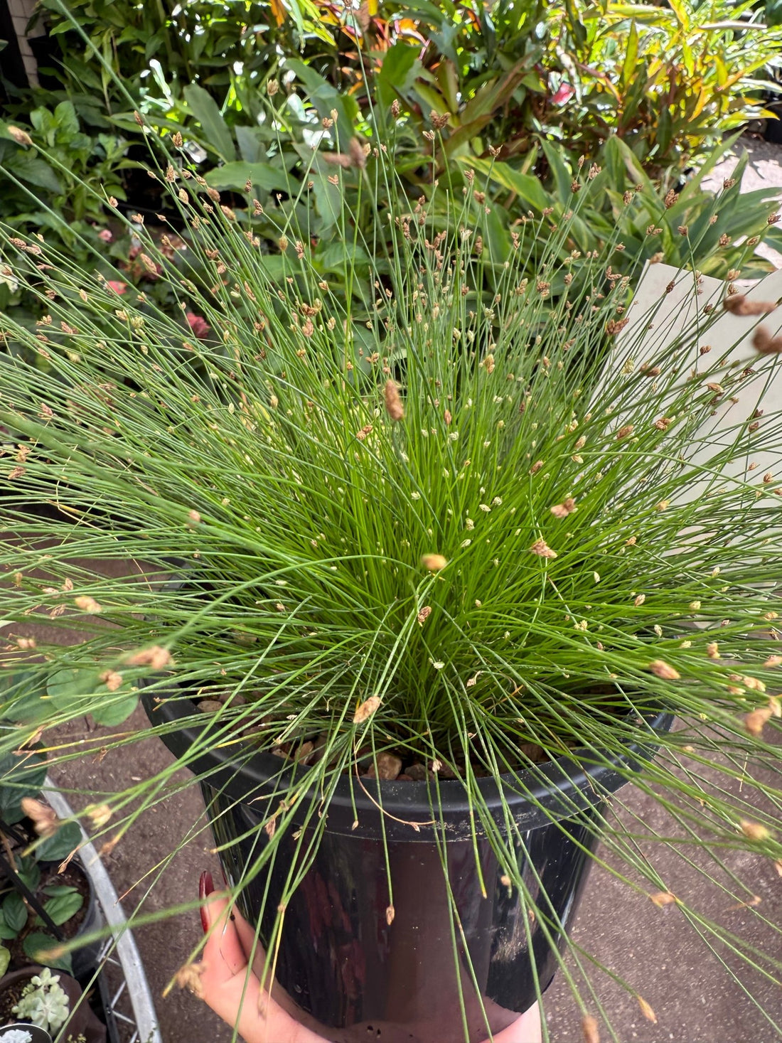 Slender Club - Rush (Isolepis cernua) - Ladybird Nursery
