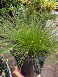 Slender Club - Rush (Isolepis cernua) - Ladybird Nursery