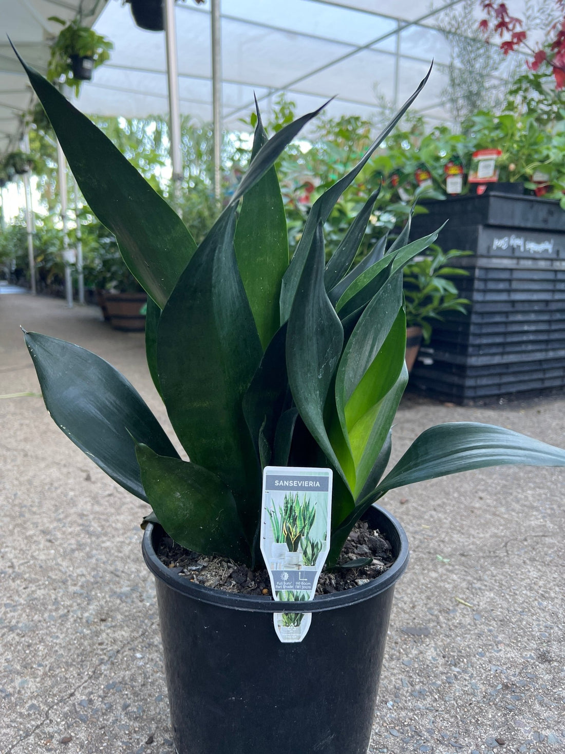 Sansevieria 'Black Diamond' - Ladybird Nursery