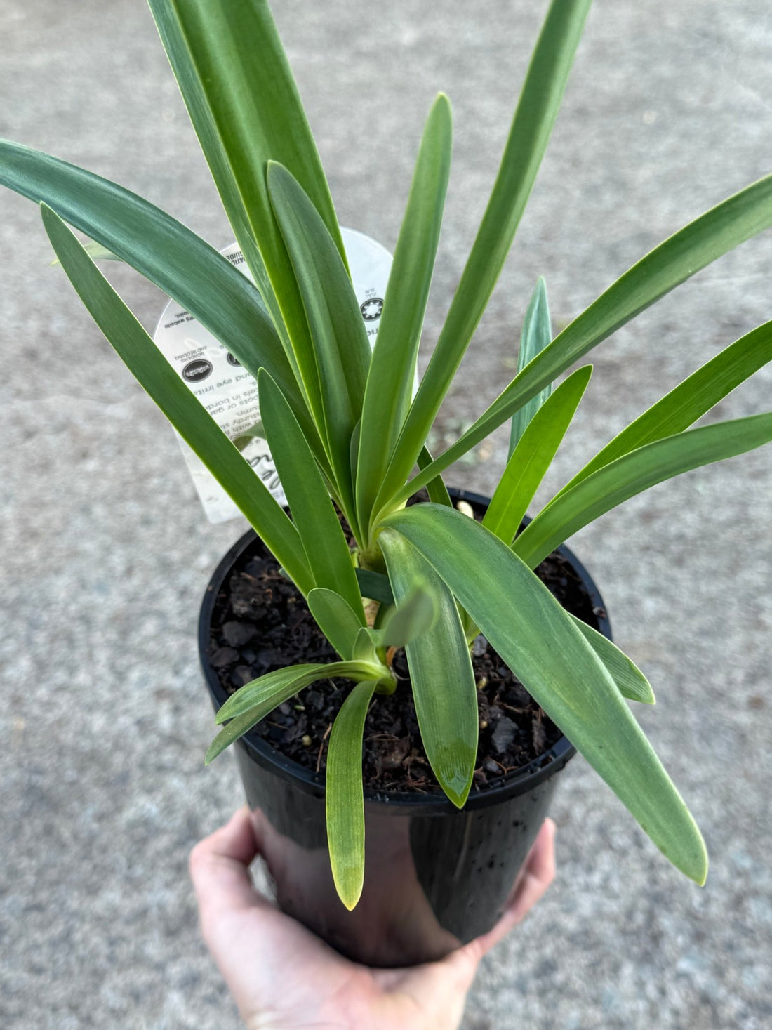 Agapanthus 'Double Diamond' - Ladybird Nursery