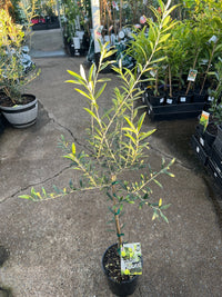 Dwarf Olive 'Garden Harvest' - Large - Ladybird Nursery
