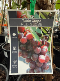 Grape 'Red Globe' (QLD ONLY) - Ladybird Nursery
