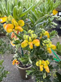 Dwarf Grevillea 'Gold Touch' - Ladybird Nursery