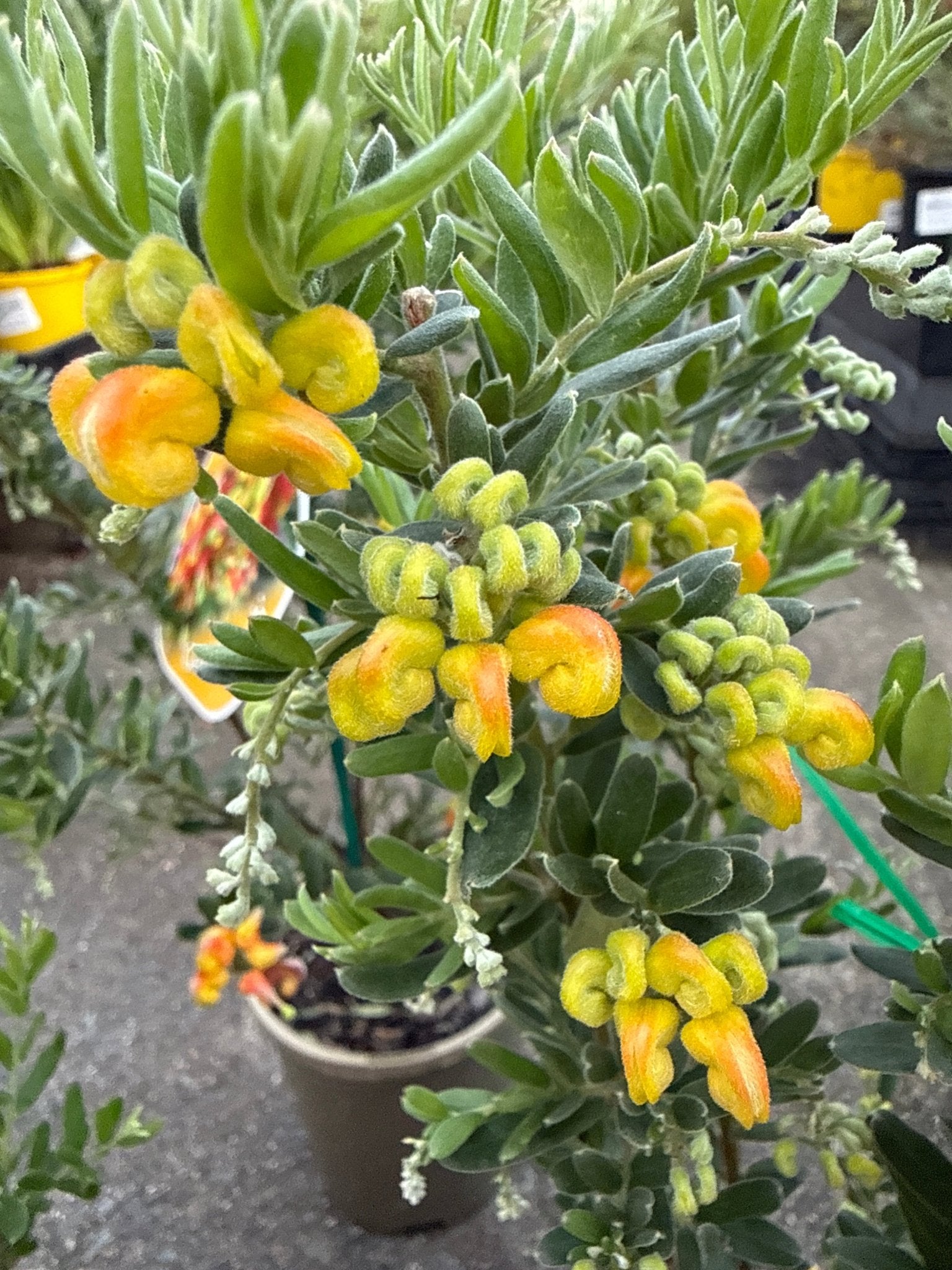 Dwarf Grevillea 'Gold Touch' - Ladybird Nursery