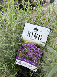 Lavender 'The King' - Large - Ladybird Nursery