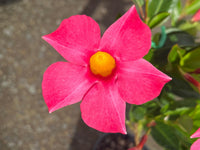 Mandevilla ‘Aloha Pink Perfection’ - Ladybird Nursery