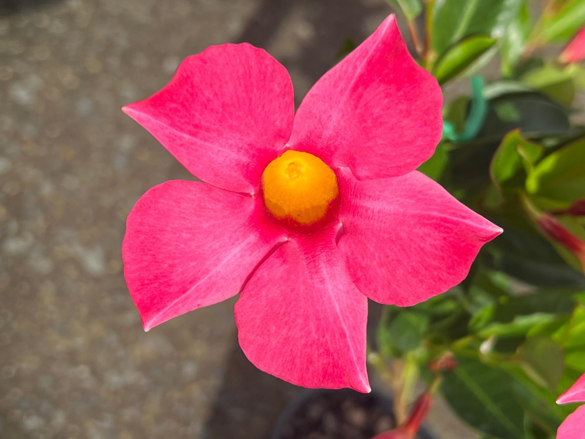 Mandevilla ‘Aloha Pink Perfection’ - Ladybird Nursery