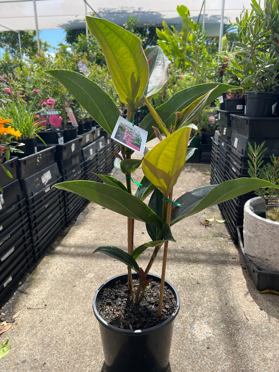 Medinilla Cliff Hanger - Ladybird Nursery