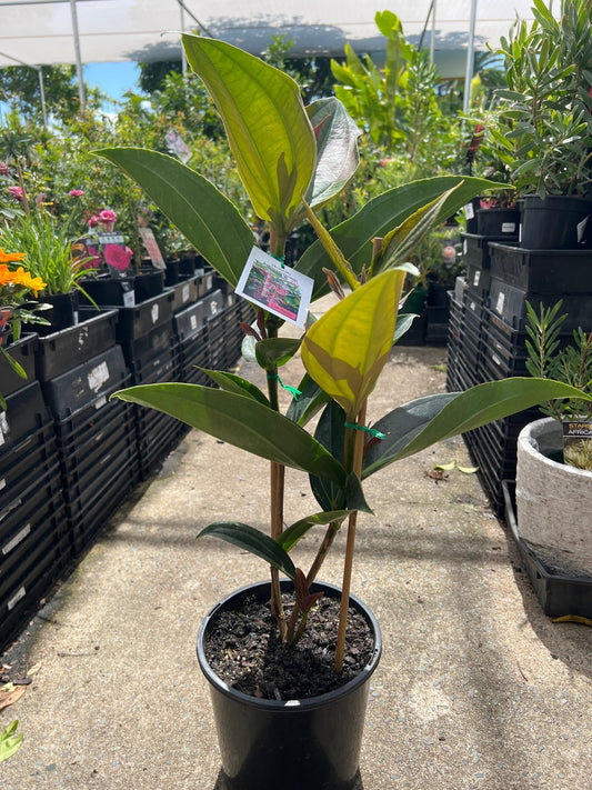 Medinilla Cliff Hanger - Ladybird Nursery